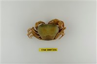 藏品(黃灰澤蟹)的圖片